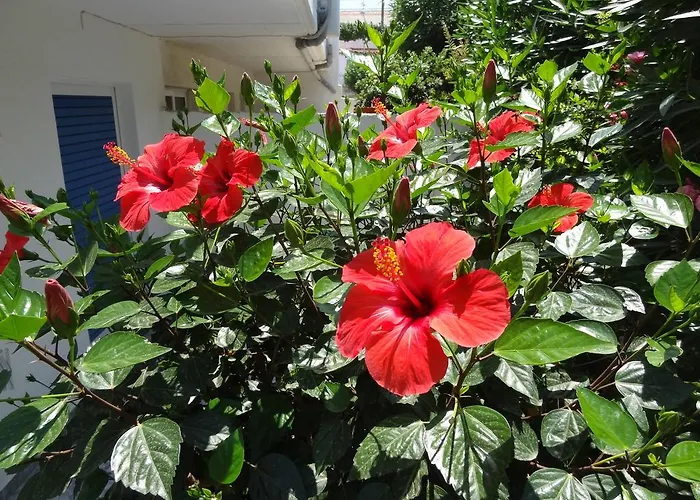 Hotel met uitzicht: Michalis Studios & Apartments